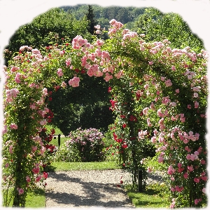Kl�pfer_Rosenrezepte_Bild_kl